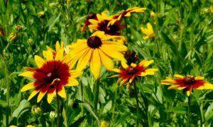 What’s blooming at WVBG